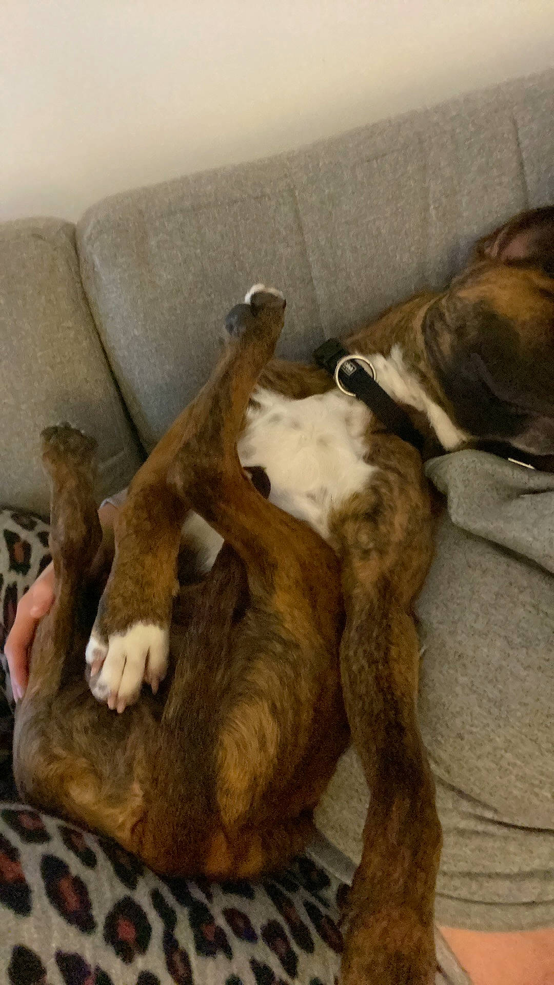 Sysko participe au concours pour gagner de l'argent avec cette photo : canidae, carnivore, comfort, companion_dog, couch, dog, dog_breed, fawn, felidae, fur, hardwood, linens, liver, nap, paw, small_to_medium_sized_cats, sporting_group, tail, wood, working_animal