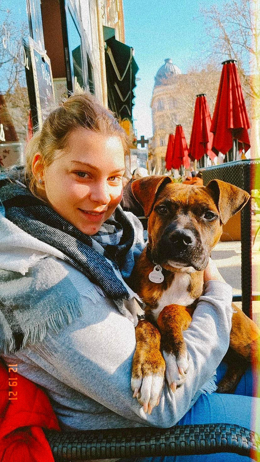 Sysko participe au concours pour gagner de l'argent avec cette photo : canidae, carnivore, collar, companion_dog, dog, dog_breed, dog_supply, event, fawn, fun, fur, happy, leisure, sky, smile, snout, sporting_group, travel, tree, working_animal