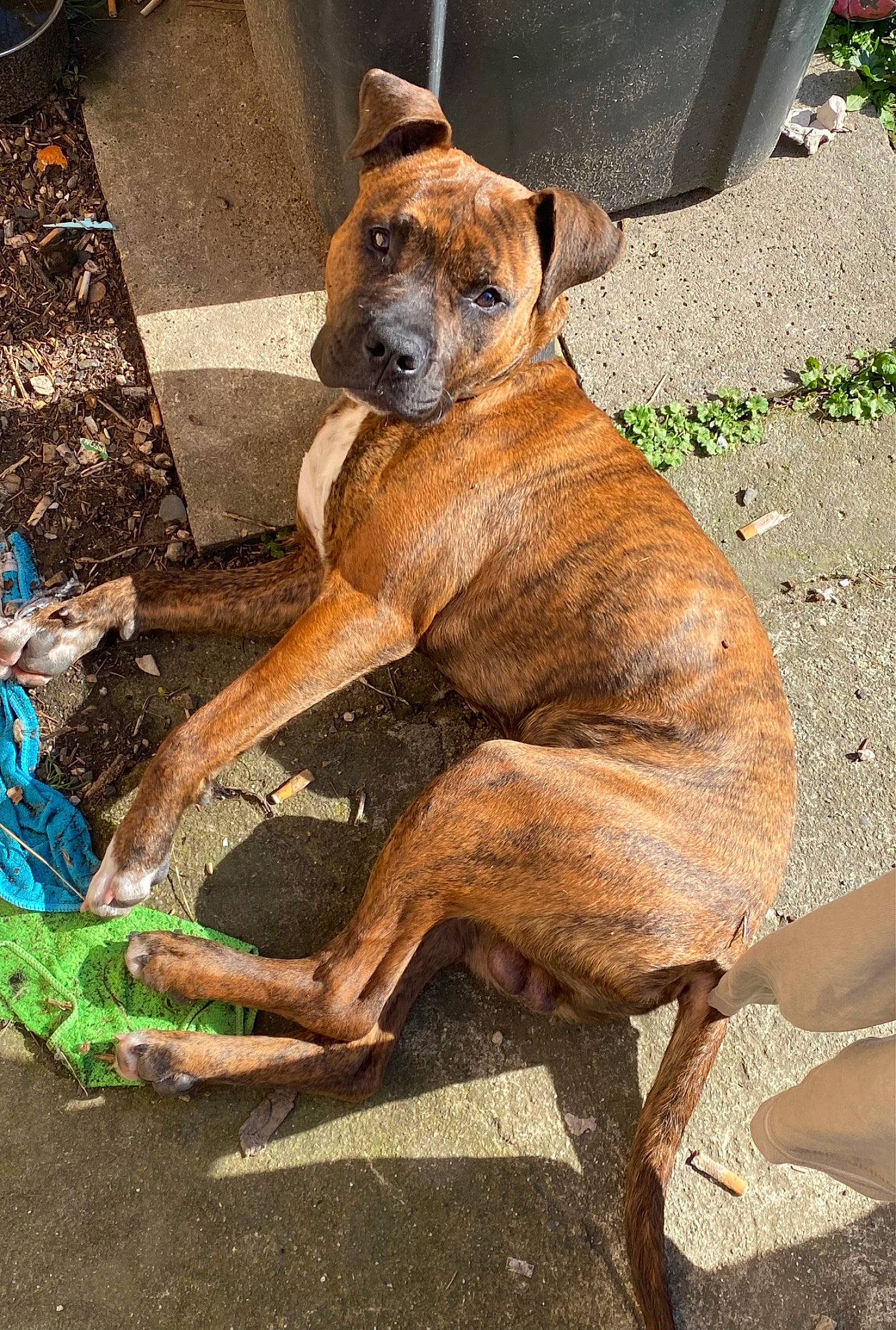 Sysko participe au concours pour gagner de l'argent avec cette photo : ancient_dog_breeds, canidae, carnivore, companion_dog, dog, dog_breed, dog_collar, fawn, hunting_dog, liver, molosser, non_sporting_group, plant, road_surface, snout, sporting_group, tail, terrestrial_animal, working_animal, working_dog