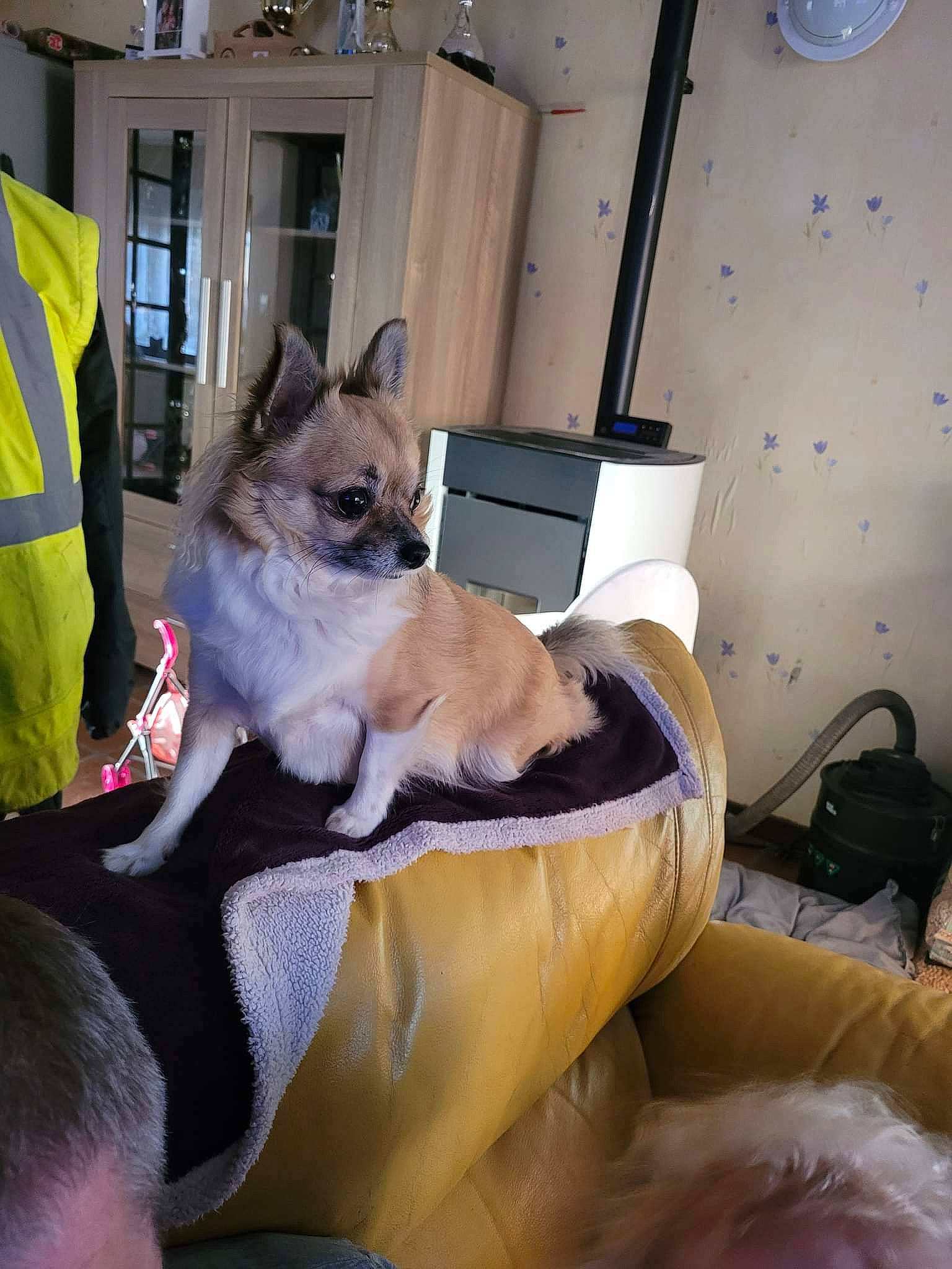 Kelly a rejoint le concours — aidez-le/la à gagner de superbes lots ! bean_bag, canidae, carnivore, comfort, companion_dog, dog_breed, dog_supply, door, fawn, felidae, fur, paw, pet_supply, room, siamese, small_to_medium_sized_cats, tail, thai, whiskers, window