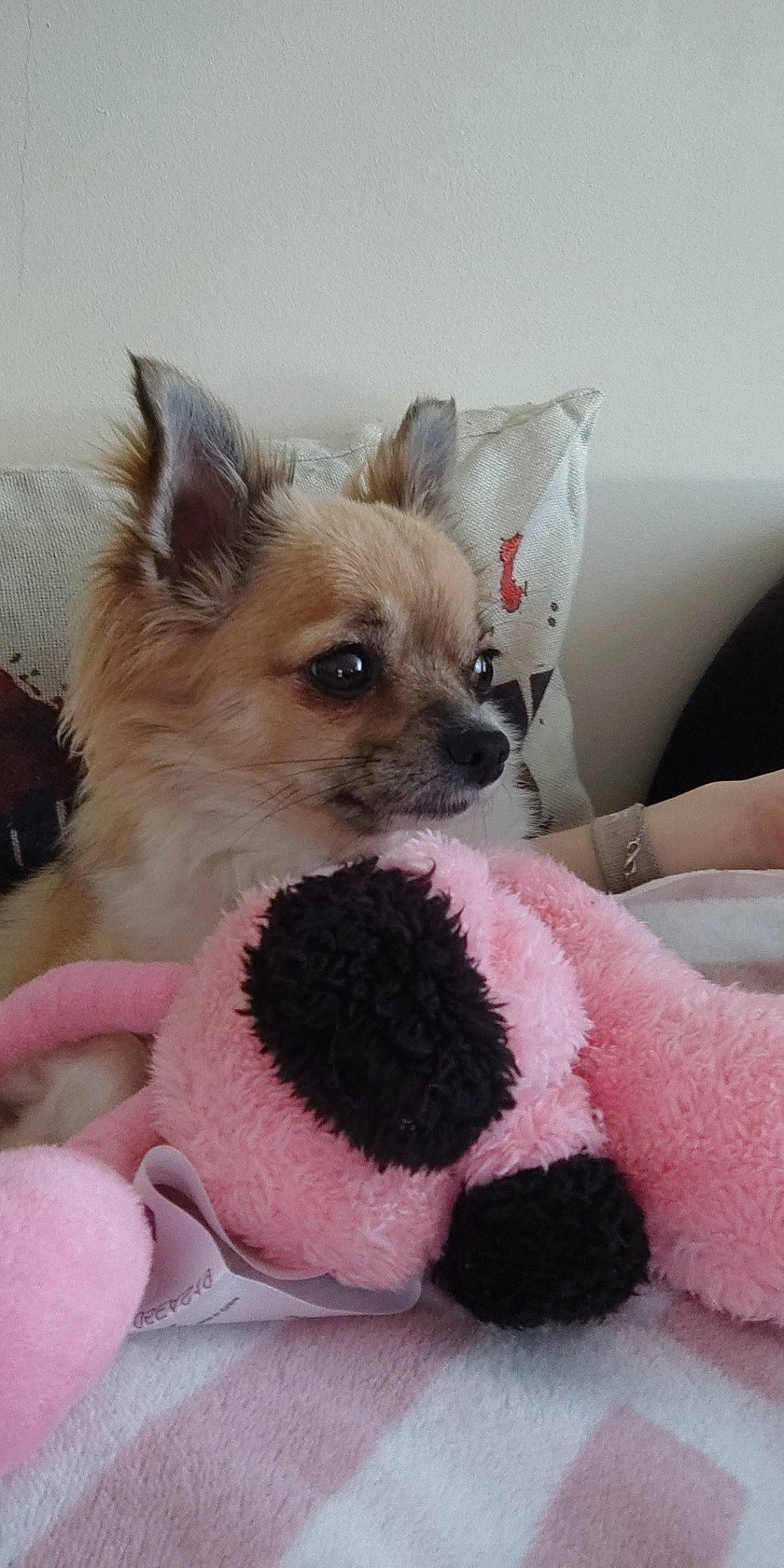 Kelly participe au concours pour gagner de l'argent avec cette photo : canidae, carnivore, chihuahua, comfort, companion_dog, couch, dog, dog_breed, dog_clothes, dog_supply, fawn, fur, linens, paw, pet_supply, pink, snout, sporting_group, toy_dog, whiskers