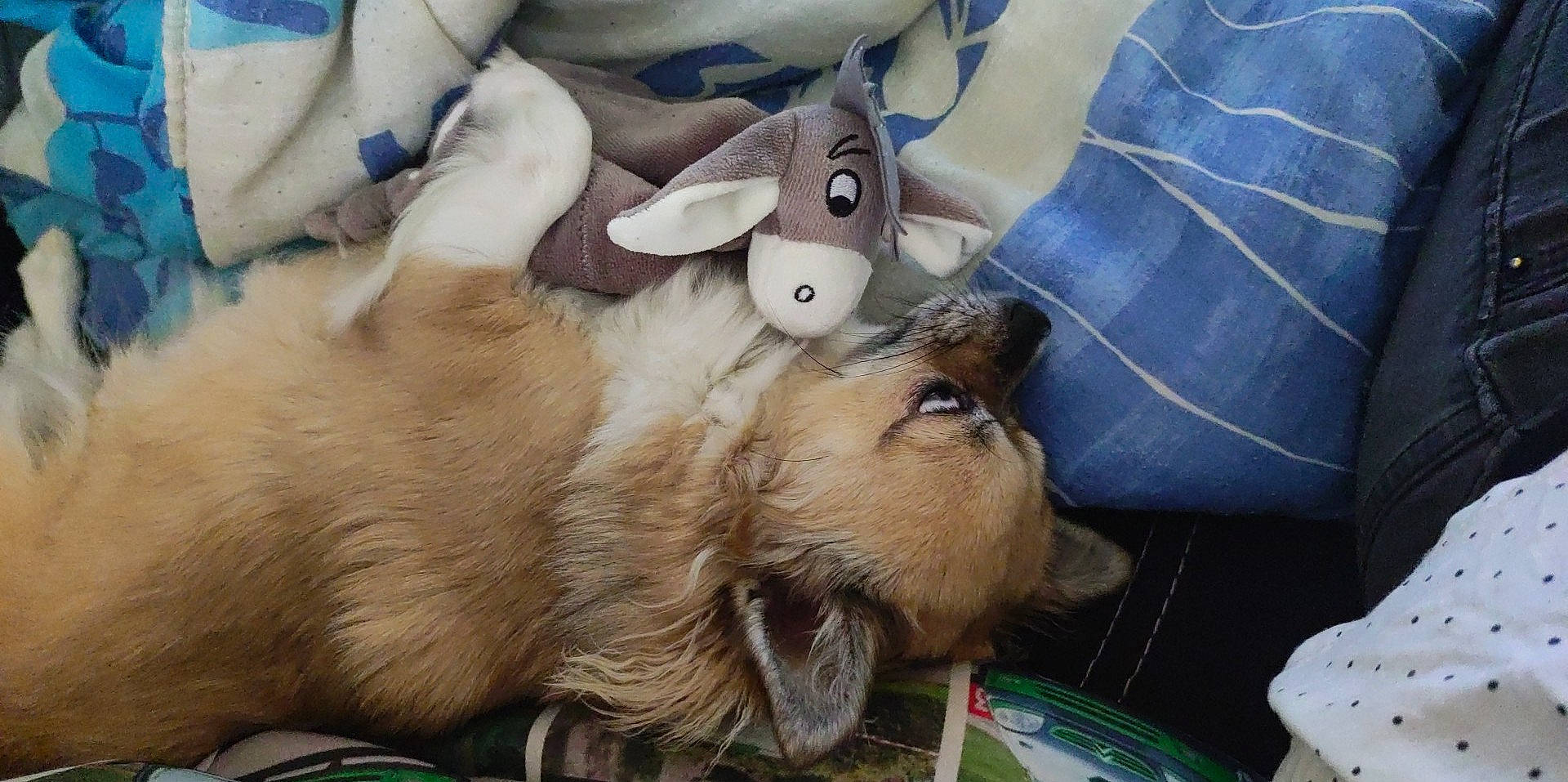 Kelly participe au concours pour gagner de l'argent avec cette photo : canidae, carnivore, companion_dog, dog_breed, domestic_rabbit, fawn, felidae, fur, goat, goats, paw, plush, puppy, rabbits_and_hares, small_to_medium_sized_cats, snout, sporting_group, stuffed_toy, whiskers, working_animal