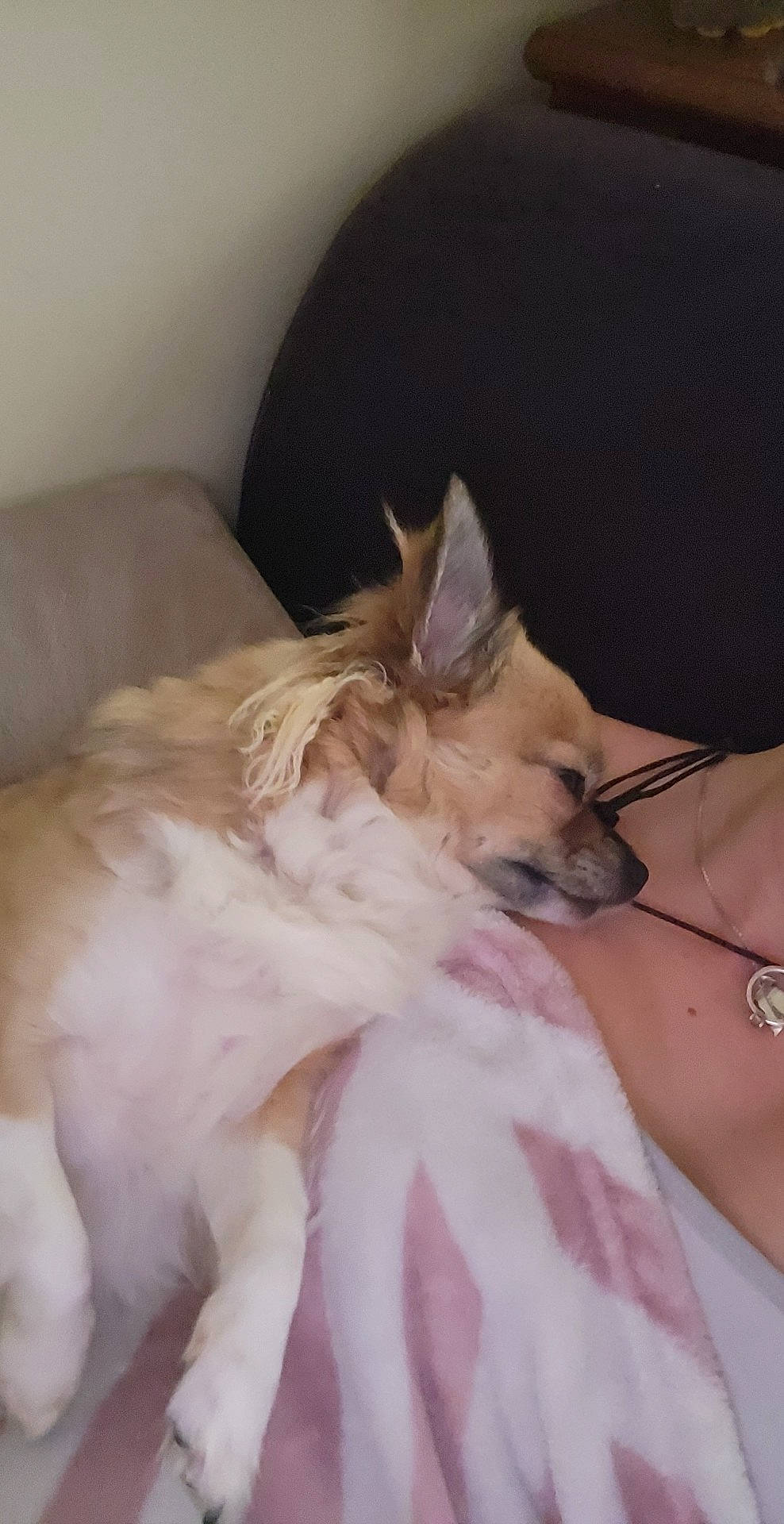 Kelly participe au concours pour gagner de l'argent avec cette photo : bed, canidae, carnivore, comfort, companion_dog, corgi_chihuahua, dog, dog_breed, dog_supply, ear, fawn, felidae, fur, paw, small_terrier, small_to_medium_sized_cats, tail, toy_dog, whiskers, working_animal