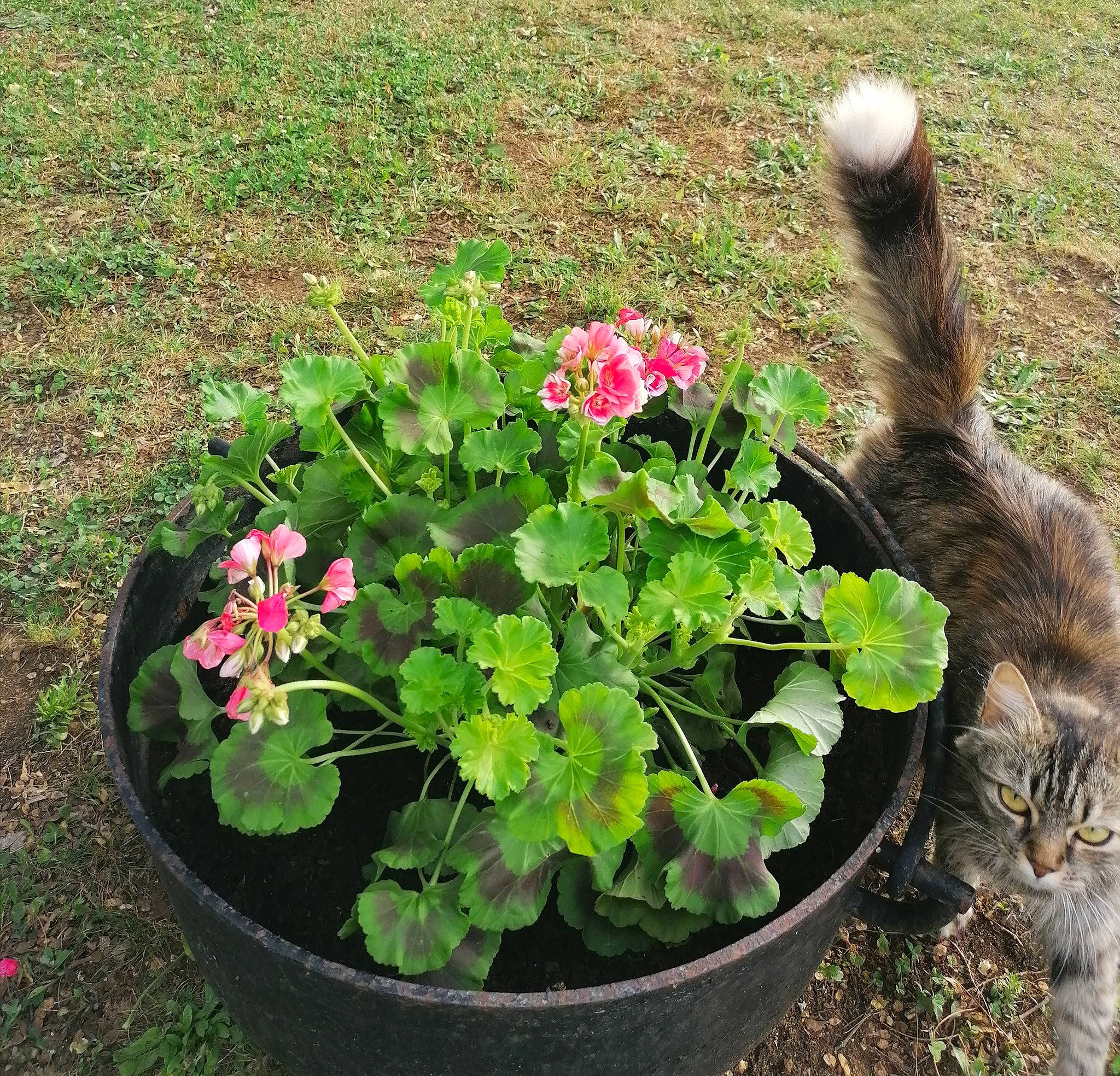 Olly participe au concours pour gagner de l'argent avec cette photo : annual_plant, aquatic_plant, carnivore, cat, felidae, flower, flowering_plant, flowerpot, garden, grass, groundcover, herbaceous_plant, houseplant, landscape, petal, plant, shrub, small_to_medium_sized_cats, soil, tail