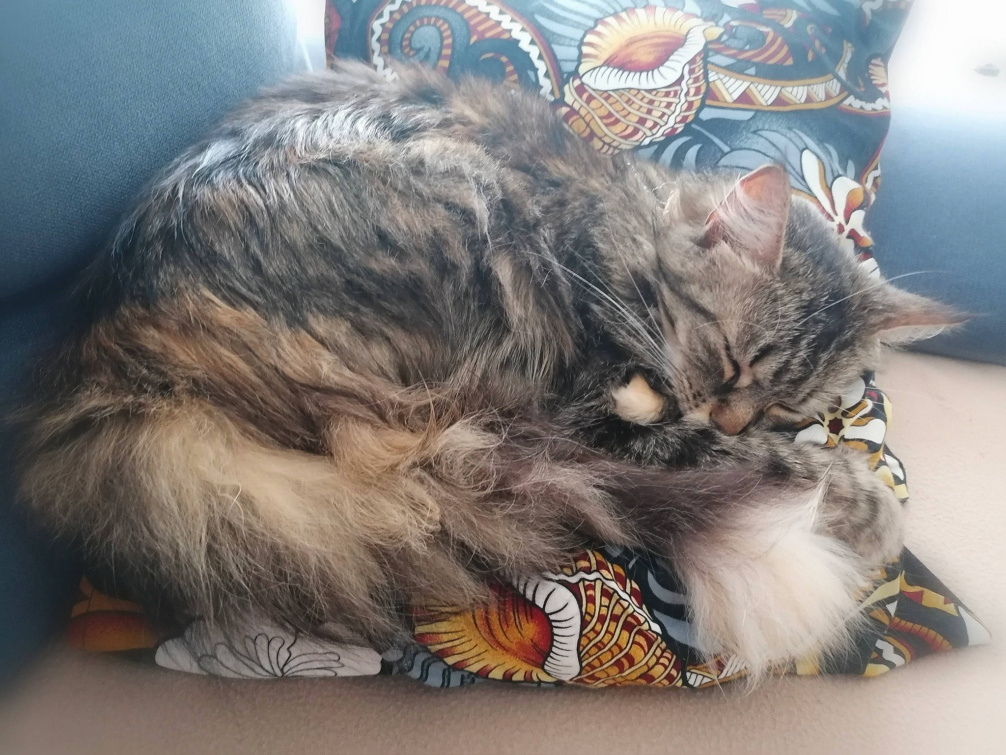 Olly participe au concours pour gagner de l'argent avec cette photo : canidae, carnivore, cat, claw, cloud, comfort, domestic_short_haired_cat, felidae, fur, grey, lap, maine_coon, nap, paw, sleep, small_to_medium_sized_cats, snout, tail, whiskers