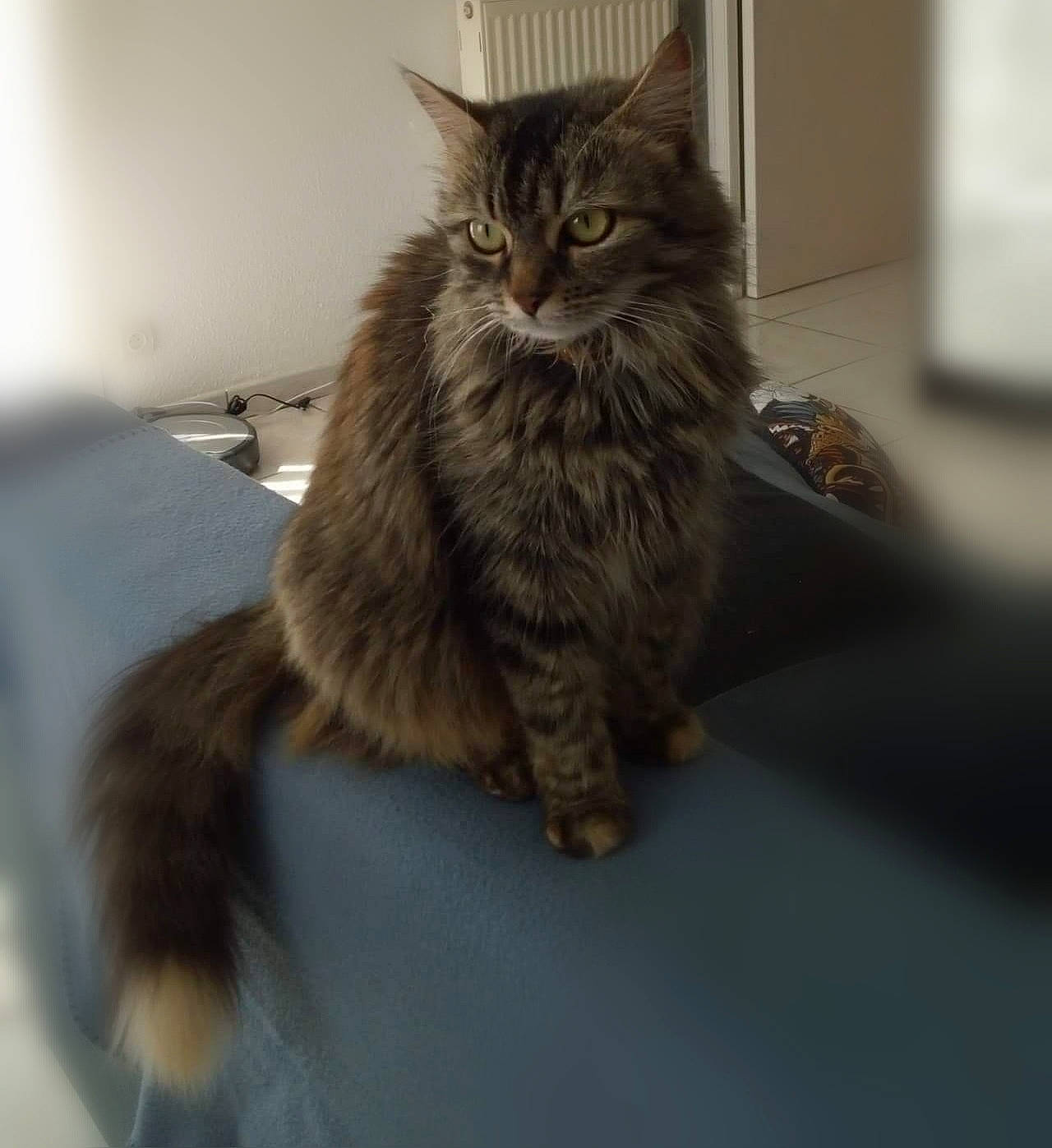 Olly a rejoint le concours — aidez-le/la à gagner de superbes lots ! box, carnivore, cat, claw, comfort, domestic_short_haired_cat, felidae, flooring, fur, grey, maine_coon, paw, sitting, small_to_medium_sized_cats, snout, tail, terrestrial_animal, whiskers