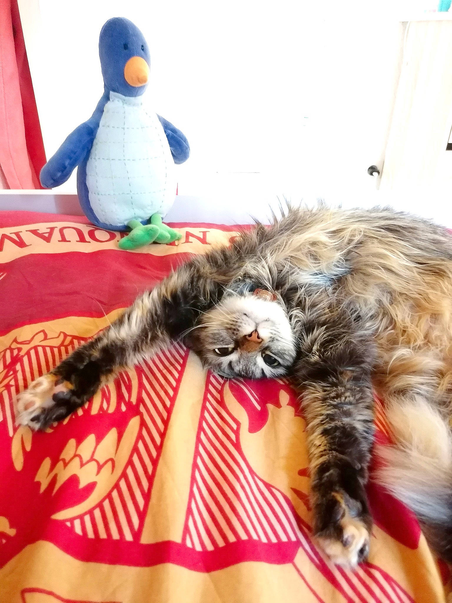 Olly participe au concours pour gagner de l'argent avec cette photo : bed_sheet, carnivore, cat, claw, comfort, domestic_short_haired_cat, felidae, fur, lap, linens, nap, paw, recreation, small_to_medium_sized_cats, stuffed_toy, tail, textile, toy, vertebrate, whiskers