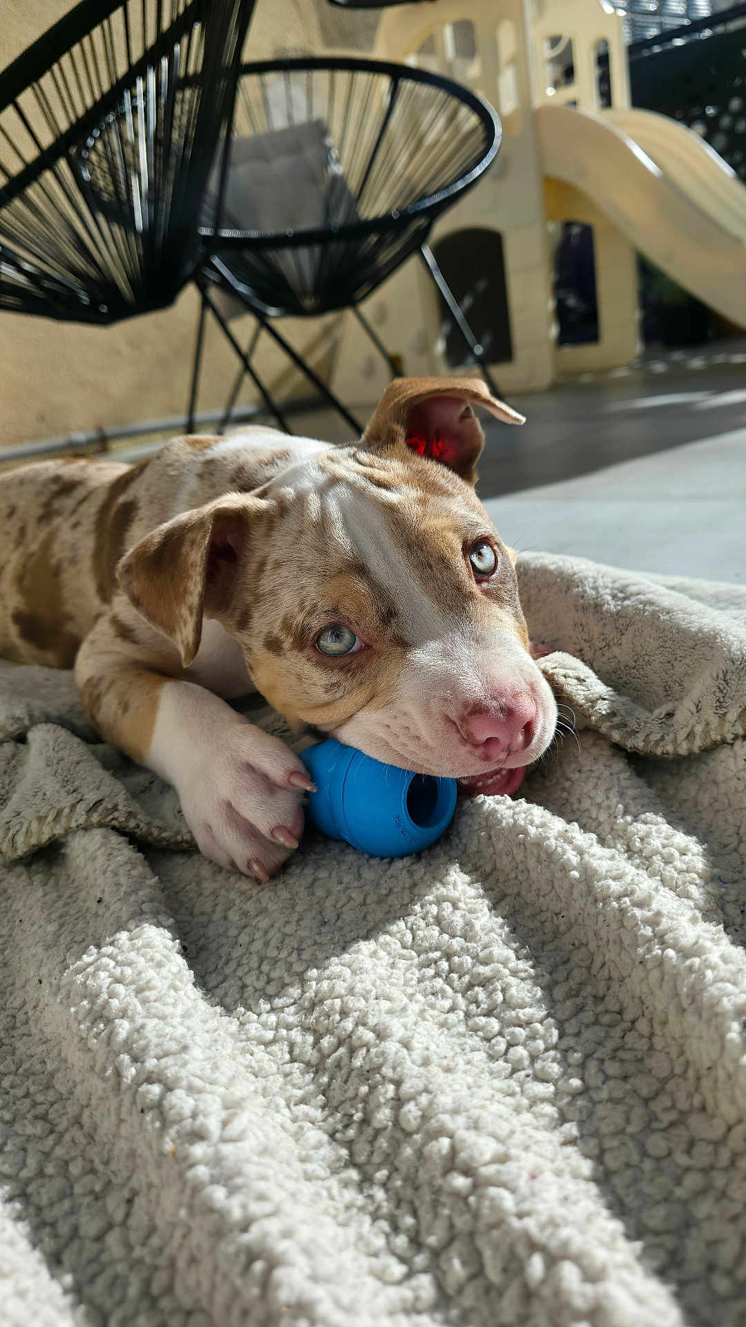 Guizmo a rejoint le concours — aidez-le/la à gagner de superbes lots ! puppy, dog, blue_eyes, toy, blanket, indoor, playground, chair, floor, relaxed, pet, cute, young_dog, fur, paw, snout, playful, light, shadow, home