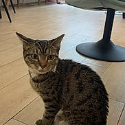 Valentina is registered to the contest to win money with this photo: cat, tabby_cat, indoor, wooden_floor, living_room, chair, television, window, blinds, cushion, furniture, pet, animal, flooring, home, curious, sitting, domestic_cat, interior, cozy