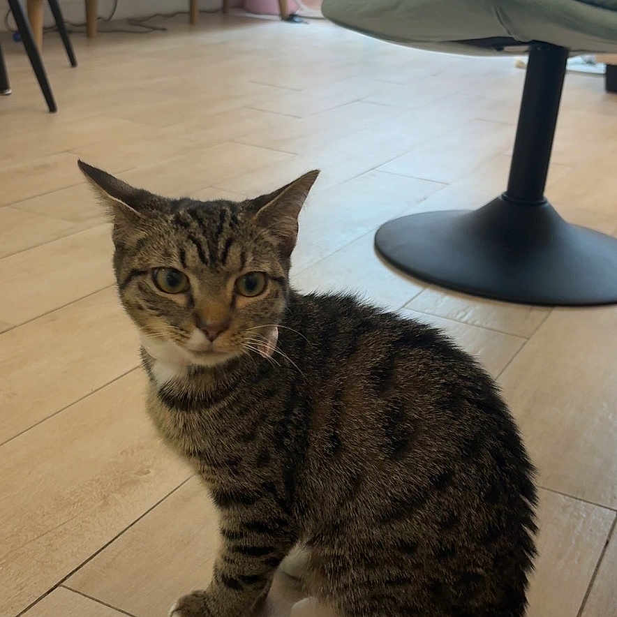 Valentina is registered to the contest to win money with this photo: cat, tabby_cat, indoor, wooden_floor, living_room, chair, television, window, blinds, cushion, furniture, pet, animal, flooring, home, curious, sitting, domestic_cat, interior, cozy