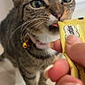 cat, tabby, pet, animal, indoor, floor, human_hand, treat, licking, collar, bell, curious, closeup, whiskers, pink_collar, yellow_packet, floor_tiles, domestic, cute, feline