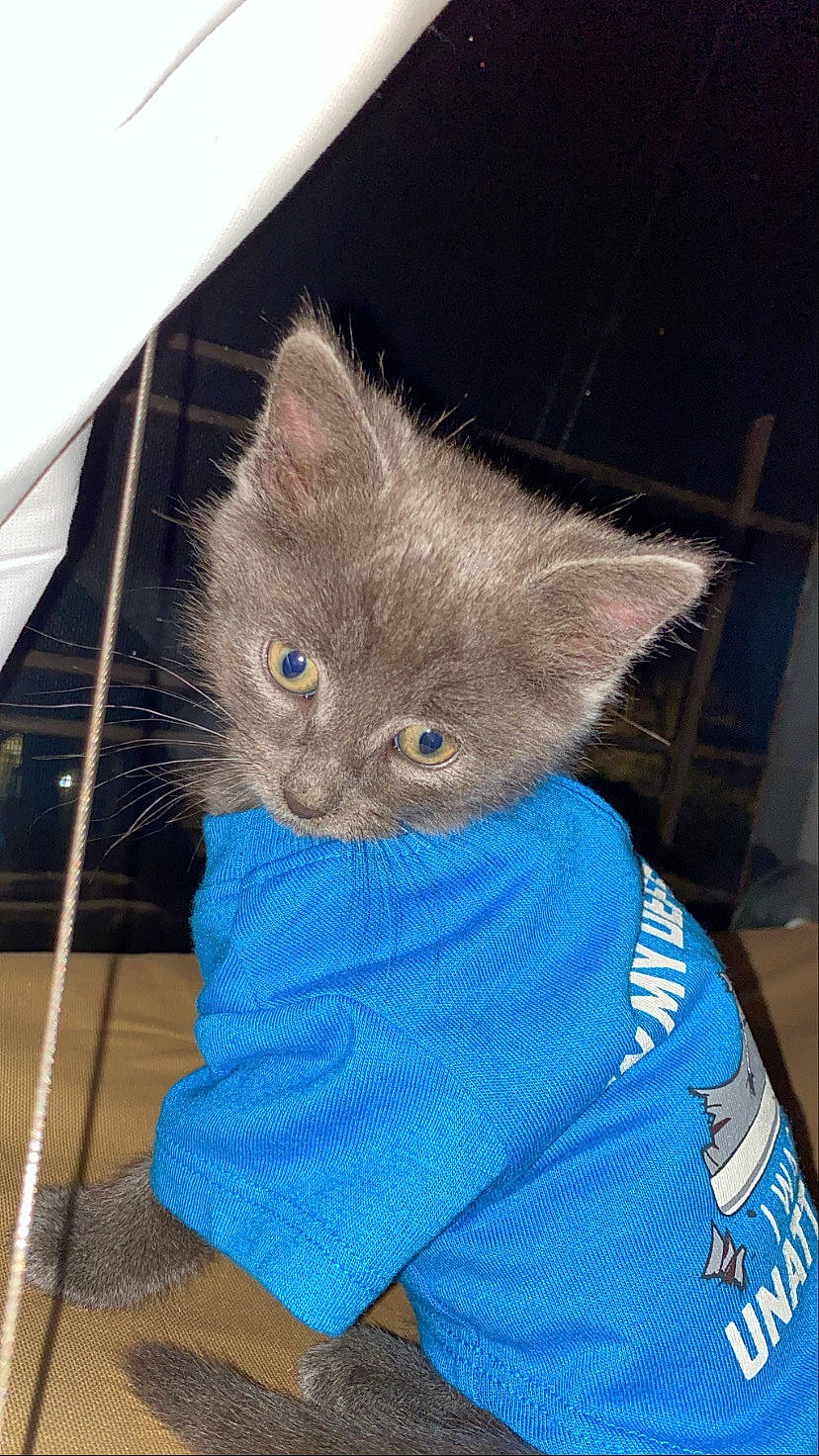 Venus joined the competition — help win amazing prizes! british_longhair, british_shorthair, carnivore, cat, chartreux, domestic_short_haired_cat, fawn, felidae, kitten, korat, mammal, nebelung, russian_blue, small_to_medium_sized_cats, whiskers