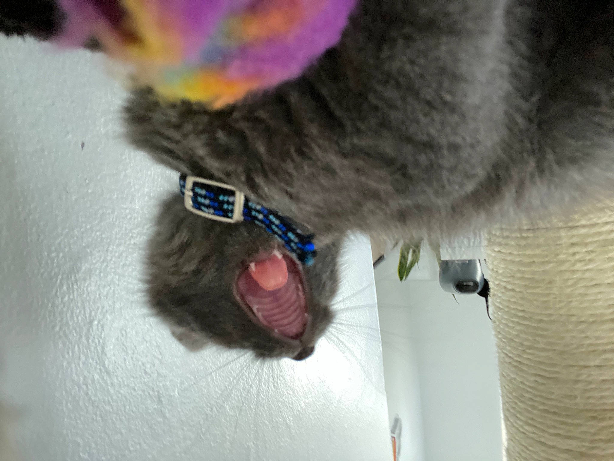 Venus joined the competition — help win amazing prizes! canidae, ear, fur, nose, snout, tail, whiskers