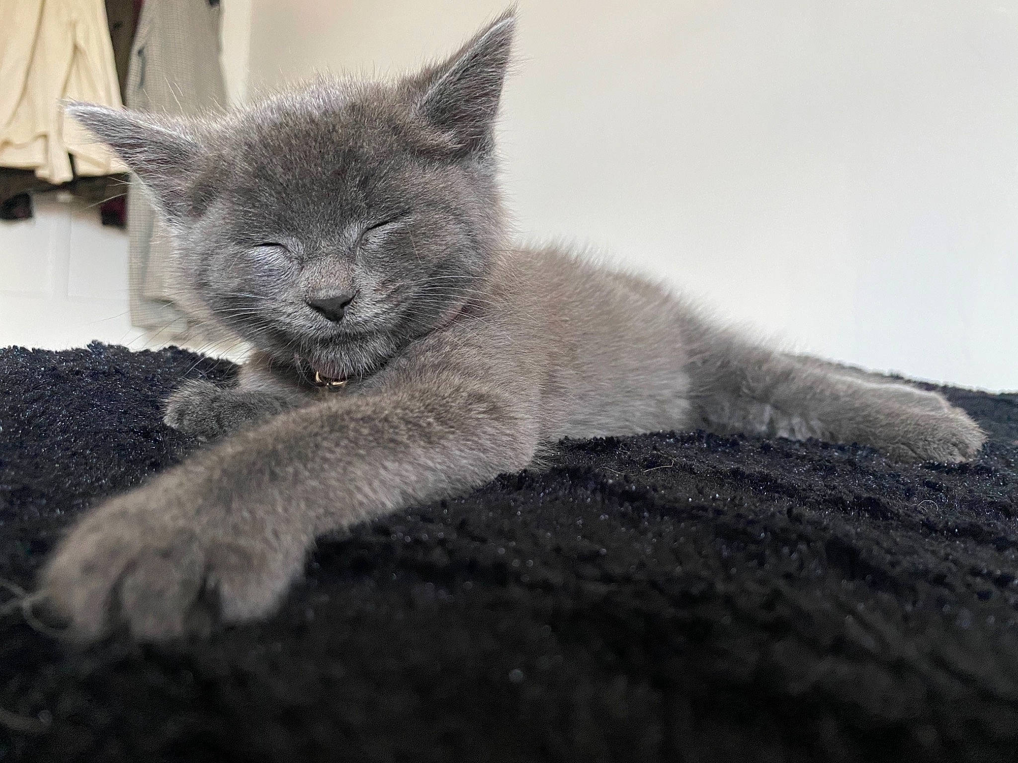 Venus joined the competition — help win amazing prizes! black_and_white, british_shorthair, burmese, carnivore, cat, chartreux, domestic_short_haired_cat, felidae, fur, kitten, korat, mammal, nebelung, russian_blue, small_to_medium_sized_cats, snout, vertebrate, whiskers, wildlife