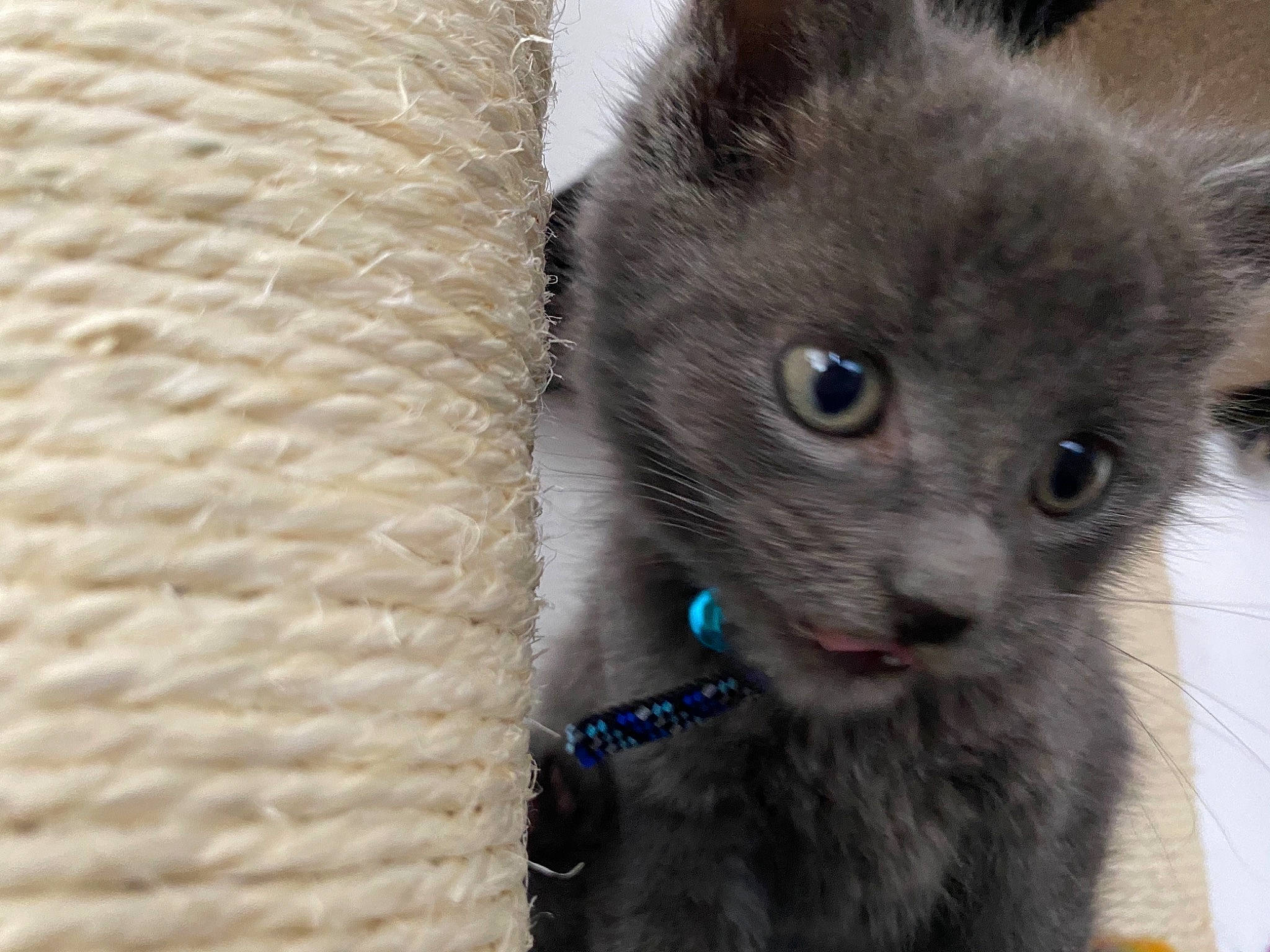 Venus is registered to the contest to win money with this photo: asian, burmese, carnivore, cat, chartreux, domestic_short_haired_cat, fawn, felidae, fur, german_rex, kitten, korat, mammal, nebelung, ojos_azules, russian_blue, small_to_medium_sized_cats, snout, vertebrate, whiskers