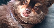 Dakota Baker is registered to the contest to win money with this photo: animal, brown_fur, close_up, comfortable, companion, cute, dog, domestic, ears, eyes, fluffy, furry, indoor, leather_surface, patterned_cloth, pet, relaxed, sitting, snout, tongue_out