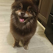 Dakota Baker is registered to the contest to win money with this photo: animal, brown, cabinet, companion, cute, dog, domestic, ears_up, floor, fluffy, friendly, happy, indoor, kitchen, looking_at_camera, pet, small_dog, standing, tongue_out, wooden_floor