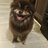 animal, brown, cabinet, companion, cute, dog, domestic, ears_up, floor, fluffy, friendly, happy, indoor, kitchen, looking_at_camera, pet, small_dog, standing, tongue_out, wooden_floor