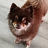 adorable, animal, brown_fur, canine, companion, curly_tail, cute, dog, domestic_animal, fluffy, friendly, furry, indoor, looking_up, pet, pomeranian, small_dog, standing, tan_fur, wooden_floor