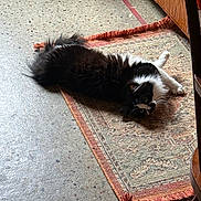 Pea joined the competition — help win amazing prizes! cat, feline, black_and_white, long_hair, fluffy, whiskers, rug, patterned_rug, fringe, floor, terrazzo_floor, indoor, pet, lying_down, relaxed, gaze, paw, furniture, cozy, home