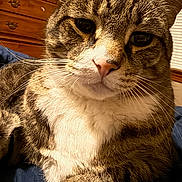 Sta is registered to the contest to win money with this photo: cat, tabby_cat, domestic_cat, pet, whiskers, close_up, portrait, indoor, bedroom, dresser, furniture, bedding, fur, nose, eyes, paw, relaxed, cozy, striped_fur, animal