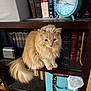 Bov is registered to the contest to win money with this photo: cat, orange_cat, long_hair, bookshelf, books, clock, shelf, tail, sitting, indoor, pet, portrait, curious, furry, green_eyes, furniture, reading, cozy, decorative, home