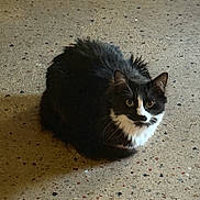 Cas joined the competition — help win amazing prizes! cat, tuxedo_cat, animal, pet, feline, loaf, sitting, concrete_floor, speckled_floor, indoor, whiskers, fur, black_and_white, eyes, stare, portrait, shadow, paws, close_up, domestic_cat