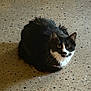 cat, tuxedo_cat, animal, pet, feline, loaf, sitting, concrete_floor, speckled_floor, indoor, whiskers, fur, black_and_white, eyes, stare, portrait, shadow, paws, close_up, domestic_cat