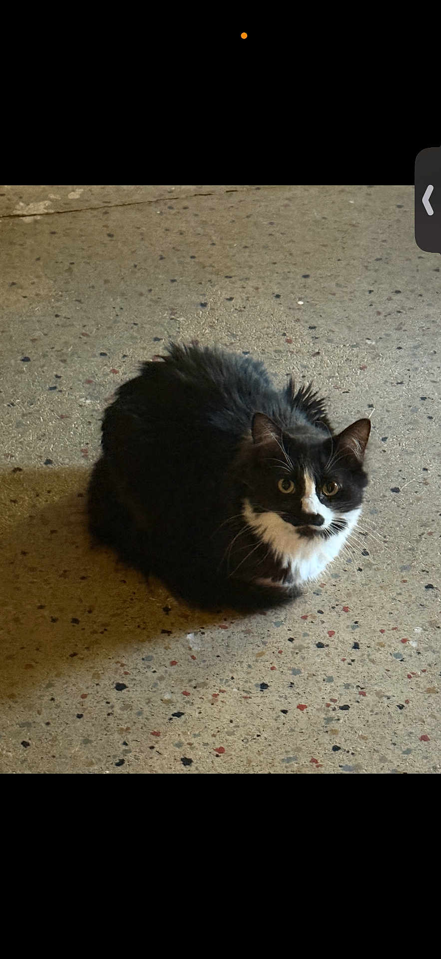 Cas joined the competition — help win amazing prizes! cat, tuxedo_cat, animal, pet, feline, loaf, sitting, concrete_floor, speckled_floor, indoor, whiskers, fur, black_and_white, eyes, stare, portrait, shadow, paws, close_up, domestic_cat