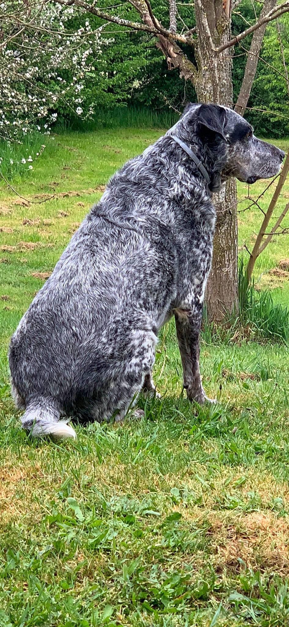 Kal-el a rejoint le concours — aidez-le/la à gagner de superbes lots ! art, australian_cattle_dog, carnivore, companion_dog, dog, dog_breed, fur, grass, groundcover, gun_dog, herding_dog, plant, pointing_breed, sculpture, sporting_group, tail, terrestrial_animal, trunk, water_dog, working_animal