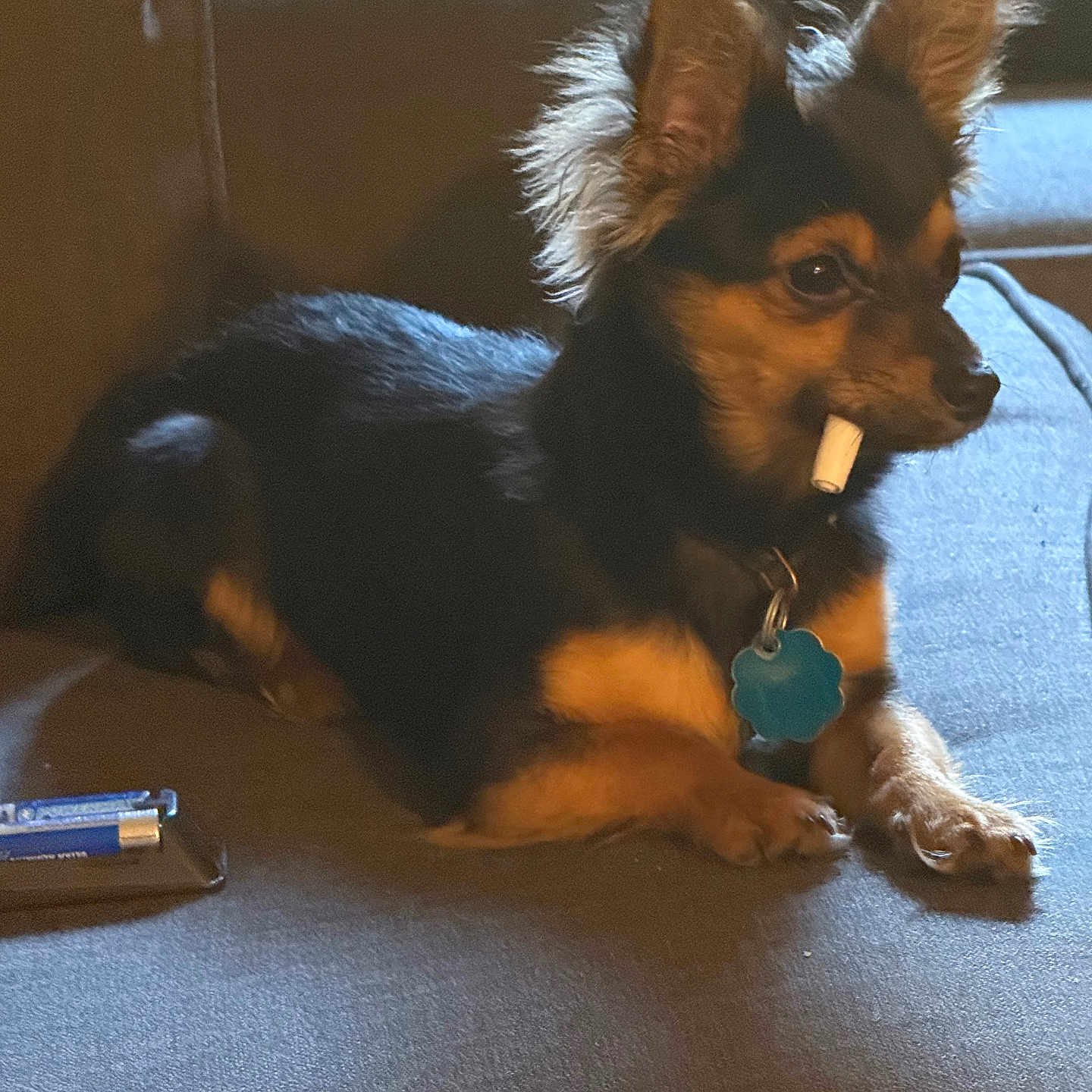 Teddy joined the competition — help win amazing prizes! animal, black_fur, brown_fur, collar, companion, couch, cute, dog, domestic_animal, ears, funny, fur, indoor, living_room, lying_down, pet, relaxed, side_view, small_dog, tag