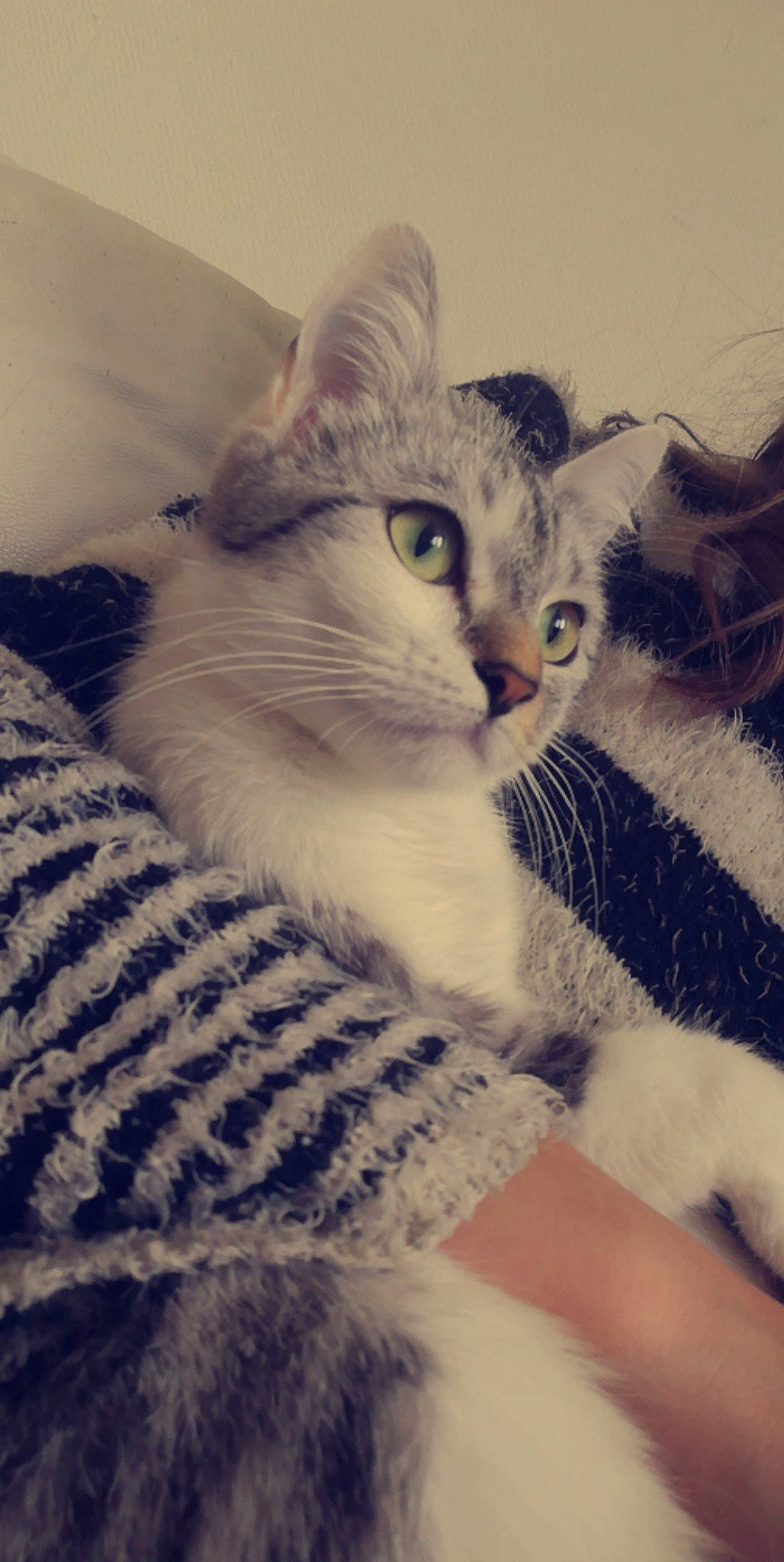 Nala a rejoint le concours — aidez-le/la à gagner de superbes lots ! carnivore, cat, claw, cloud, comfort, domestic_short_haired_cat, felidae, fur, meteorological_phenomenon, paw, small_to_medium_sized_cats, square, tail, whiskers, wool