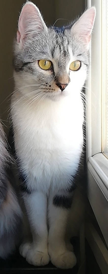Nala participe au concours pour gagner de l'argent avec cette photo : carnivore, cat, domestic_short_haired_cat, door, felidae, fur, paw, pet_supply, small_to_medium_sized_cats, snout, tail, terrestrial_animal, whiskers, window
