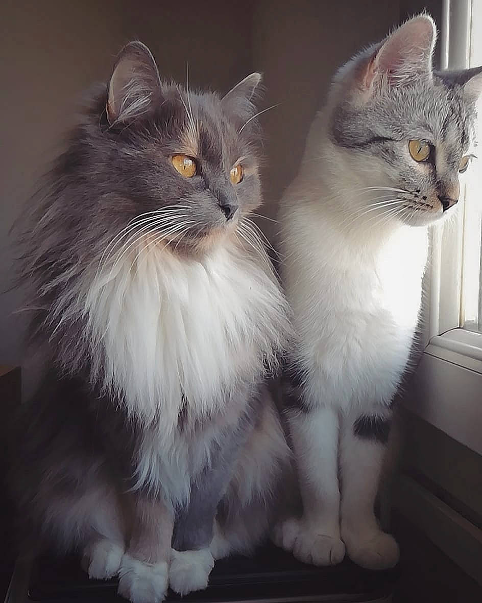 Nala participe au concours pour gagner de l'argent avec cette photo : british_longhair, carnivore, cat, claw, domestic_short_haired_cat, door_mat, felidae, fur, grey, paw, small_to_medium_sized_cats, snout, tail, terrestrial_animal, whiskers, window