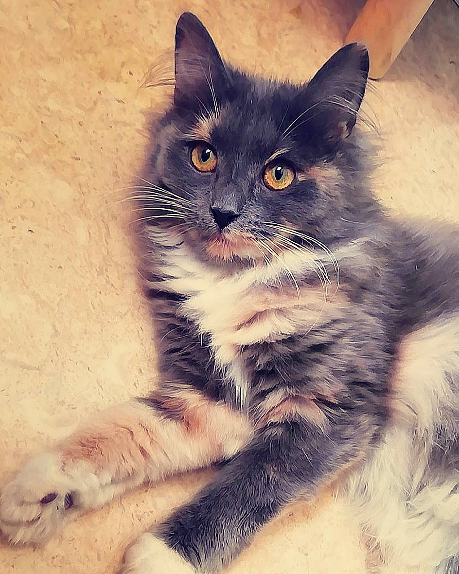 Kawa a rejoint le concours — aidez-le/la à gagner de superbes lots ! art, black_cat, carnivore, cat, claw, domestic_short_haired_cat, door, eye, felidae, fur, illustration, paw, plant, small_to_medium_sized_cats, square, tail, whiskers, wildlife, window