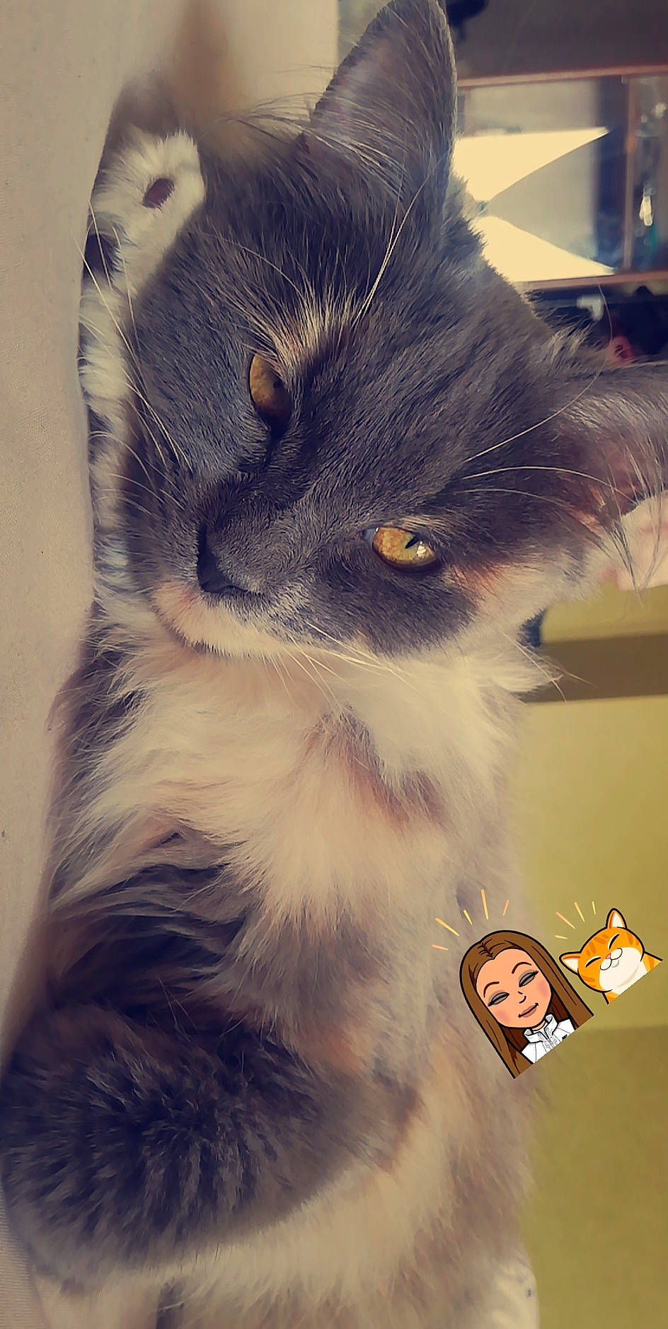 Kawa participe au concours pour gagner de l'argent avec cette photo : box, british_longhair, carnivore, cat, claw, domestic_short_haired_cat, ear, eye, fawn, felidae, fur, iris, maine_coon, paw, plant, small_to_medium_sized_cats, snout, tail, whiskers, window