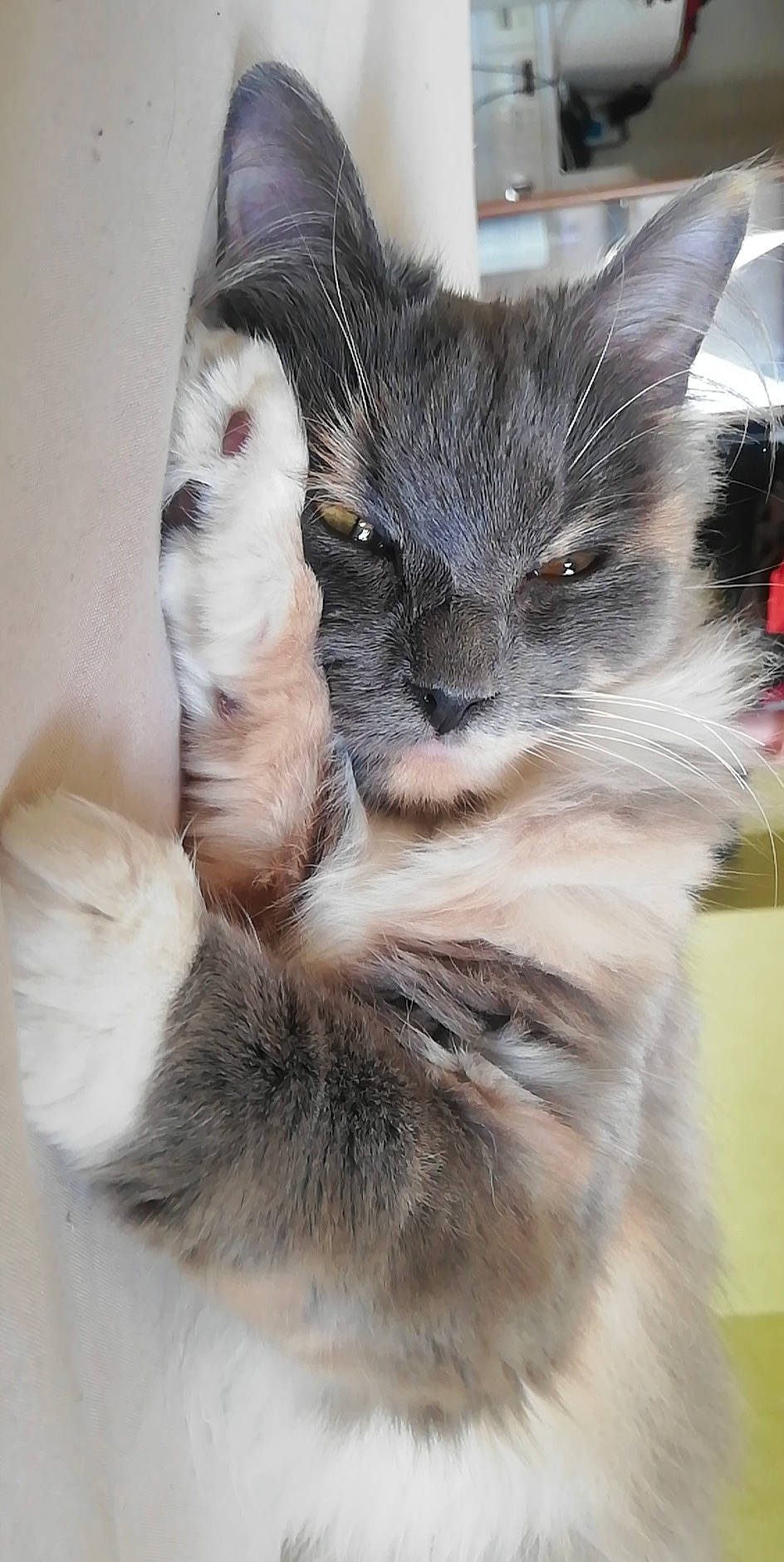 Kawa a rejoint le concours — aidez-le/la à gagner de superbes lots ! black_cat, box, british_longhair, carnivore, cat, claw, comfort, domestic_short_haired_cat, fawn, felidae, fur, grey, paw, small_to_medium_sized_cats, snout, tail, terrestrial_animal, whiskers, window