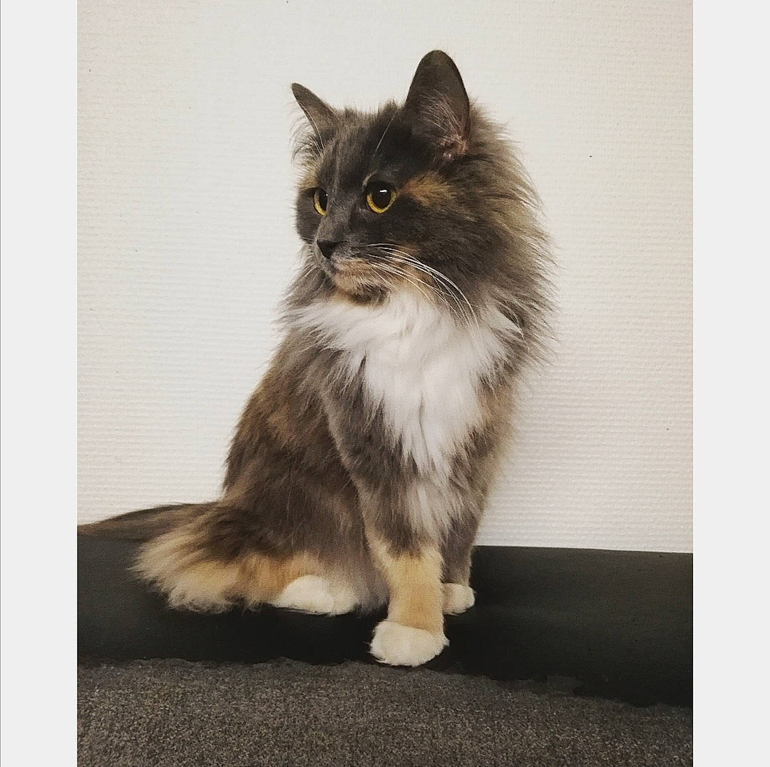 Kawa a rejoint le concours — aidez-le/la à gagner de superbes lots ! british_longhair, carnivore, cat, domestic_short_haired_cat, door_mat, felidae, flooring, fur, monochrome_photography, paw, rectangle, sitting, small_to_medium_sized_cats, snout, tail, terrestrial_animal, whiskers