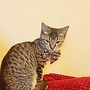 Arrow joined the competition — help win amazing prizes! cat, tabby, tabby_cat, pet, feline, bow_tie, leopard_print, accessory, blanket, red_blanket, indoor, sitting, portrait, whiskers, ears, tail, looking_at_camera, wall, cozy, bedroom