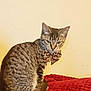 cat, tabby, tabby_cat, pet, feline, bow_tie, leopard_print, accessory, blanket, red_blanket, indoor, sitting, portrait, whiskers, ears, tail, looking_at_camera, wall, cozy, bedroom