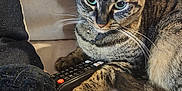 Arrow is registered to the contest to win money with this photo: cat, tabby, tabby_cat, pet, remote_control, sofa, couch, blanket, paw, whiskers, green_eyes, collar, bell, fur, tail, indoor, close_up, portrait, relaxing, household