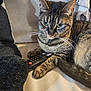 cat, tabby, tabby_cat, pet, remote_control, sofa, couch, blanket, paw, whiskers, green_eyes, collar, bell, fur, tail, indoor, close_up, portrait, relaxing, household
