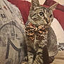Arrow joined the competition — help win amazing prizes! cat, tabby_cat, bow_tie, leopard_print, pet, indoor, couch, pillow, blanket, whiskers, ears, green_eyes, portrait, sitting, close_up, feline, cozy, home, fabric, adorable