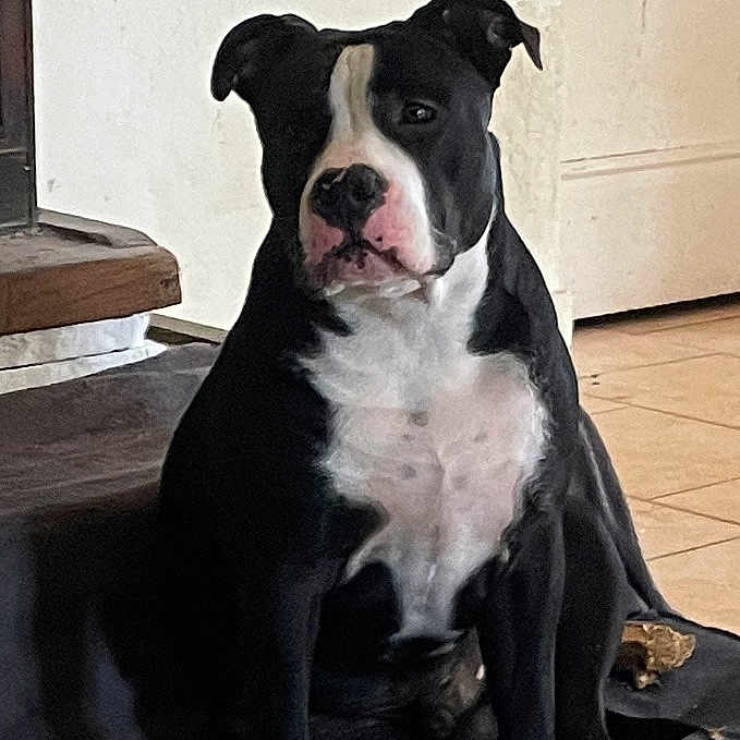 Aslan participe au concours pour gagner de l'argent avec cette photo : animal, black_and_white, bone, canine, chewed_toy, companion, cushion, dog, domestic, ears_up, floor, indoor, looking_away, medium_size, pet, portrait, quiet, resting, sitting, tile_floor