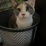 Stella is registered to the contest to win money with this photo: alert, animal, bucket, calico, cat, closeup, container, cozy, curious, decorative, domestic_cat, ears, eyes, face, feline, fur, indoor, pet, plant, whiskers