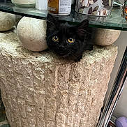 Vayda is registered to the contest to win money with this photo: black_kitten, cat, planter, stone, indoor, curious, peeking, glass_shelf, household_items, candle, decor, flower_pattern, container, close_up, pet, cute, animal, fur, whiskers, eyes