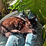 black_cat, cat, closeup, comfort, cozy, cushion, domestic_animal, fur, furniture, green_leaves, home_interior, indoor_plant, nature, pet, relaxing, resting, shadow, sunlight, texture, whiskers