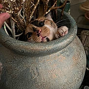 Callie is registered to the contest to win money with this photo: animal, branch, cat, closeup, container, curious, cute, decor, eyes, face, feline, hand, home, indoor, ornament, paw, plant, pot, texture, whiskers
