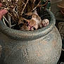 animal, branch, cat, closeup, container, curious, cute, decor, eyes, face, feline, hand, home, indoor, ornament, paw, plant, pot, texture, whiskers