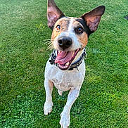 Bouba participe au concours pour gagner de l'argent avec cette photo : dog, grass, outdoor, pet, happy, playful, ears_up, tongue_out, collar, canine, smiling, jumping, nature, daylight, animal, fur, muzzle, whiskers, front_legs, alert